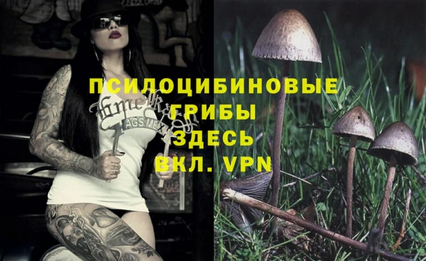 шишки Арсеньев